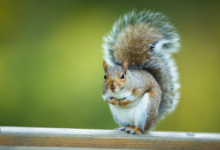 Why Professional Squirrel Control Is Worth It