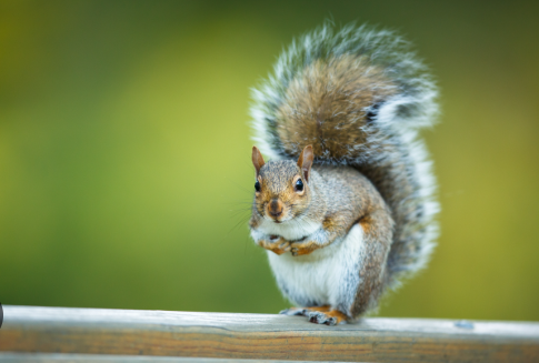 Why Professional Squirrel Control Is Worth It