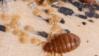 Seasonal Pest Challenges: What to Expect and How to Prepare